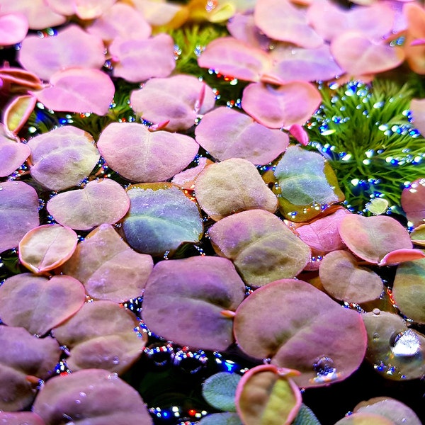 5x Red Root Floaters Phyllanthus Fluitans Floating Aquarium Pond Plant Easy To Grow