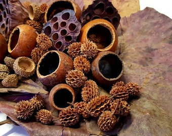 Large Aquarium Fish Tank Botanical Tannins Cups Mix. For Bettas, Fish, Shrimp & Snails. Catappa Indian Almond Leaves