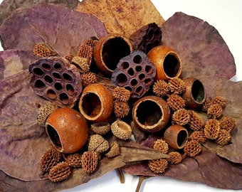 Medium Aquarium Fish Tank Botanical Tannins Cups Mix. For Bettas, Fish, Shrimp & Snails. Catappa Indian Almond Leaves