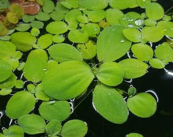 5x Dwarf Water Lettuce Floating Aquarium Pond Plant Easy To Grow Naturally Scaped Aquascaping Fish Tank Aquarist Gift