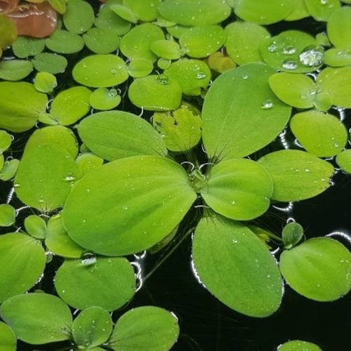 5x Dwarf Water Lettuce Floating Aquarium Pond Plant Easy To Grow Naturally Scaped Aquascaping Fish Tank Aquarist Gift