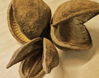 2 x Buddha Nuts 1 x Large Pod