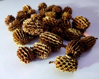 50x Spiky Cones. Aquarium Decor. Water Conditioning. Betta fish, Shrimp, Tetras, Corydoras, Discus, tannins