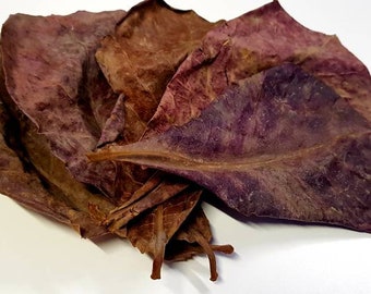 20 x Catappa Indian Almond Leaves