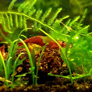 The Mini Guide to Aquarium Plants: A Comprehensive Guide to Choosing, Planting, and Caring for Planted Fish Tanks. Aquascaping. Digital Book