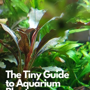 May include: A close-up of a vibrant green aquarium plant with red stems and a text overlay that reads "The Tiny Guide to Aquarium Plants".