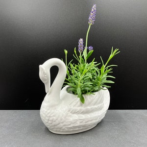 Peut inclure: Plante en céramique blanche en forme de cygne avec des fleurs de lavande qui poussent à l'intérieur. Le pot est en forme de cygne avec la tête tournée sur le côté. Le cygne a un design détaillé et une finition lisse et brillante.