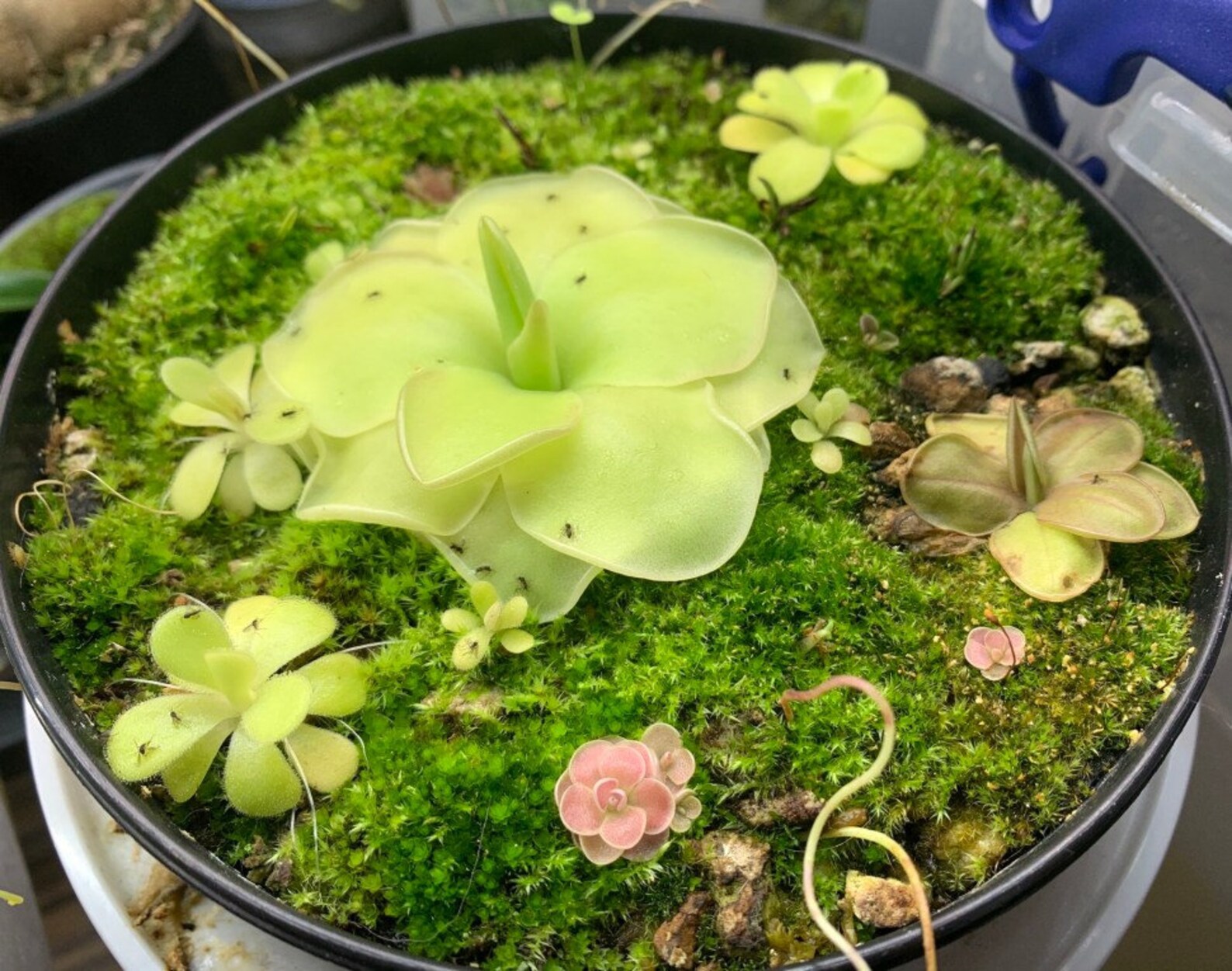 Butterworts Pinguicula seeds little greasy one Etsy