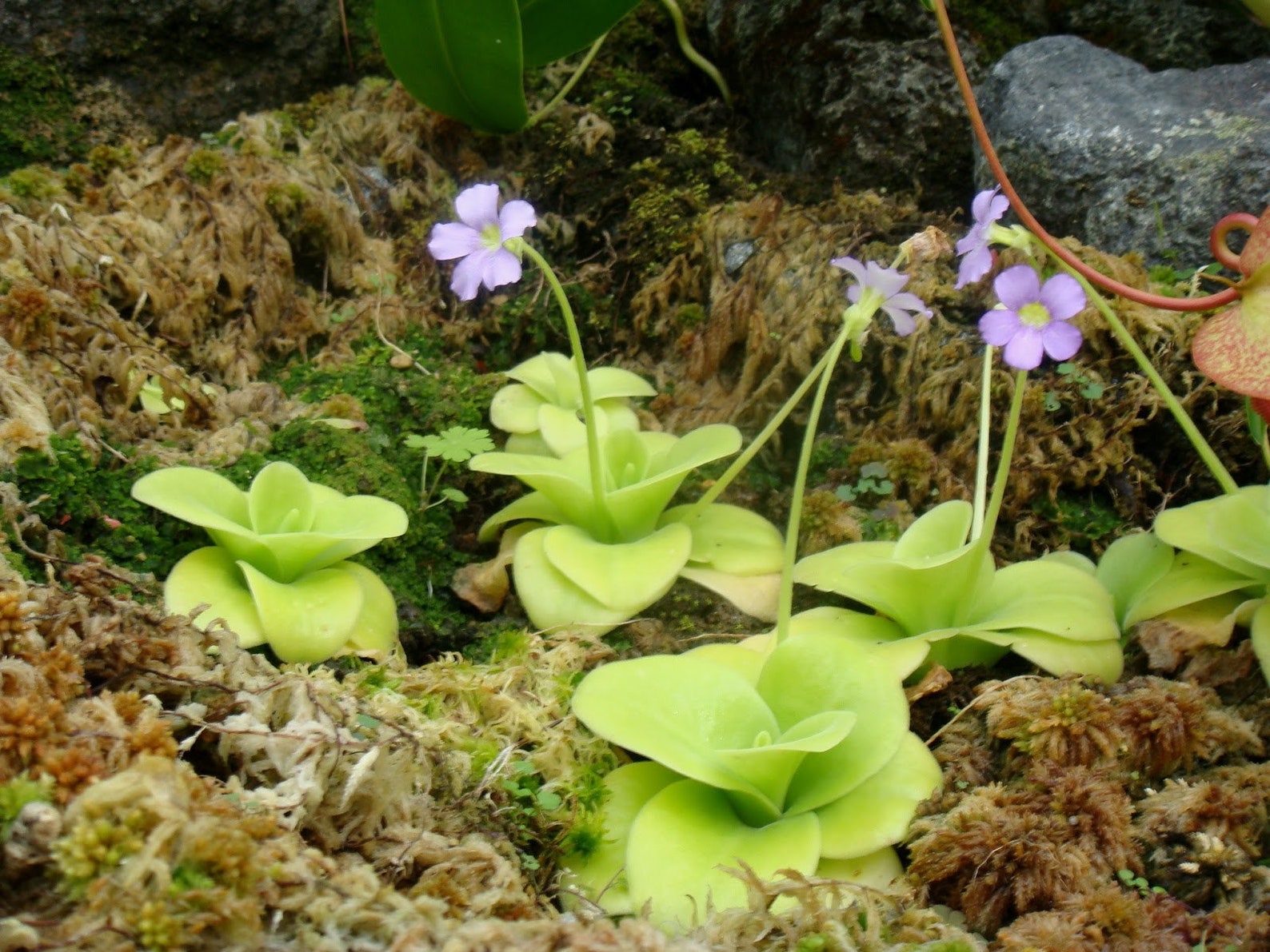 Butterworts Pinguicula seeds little greasy one Etsy