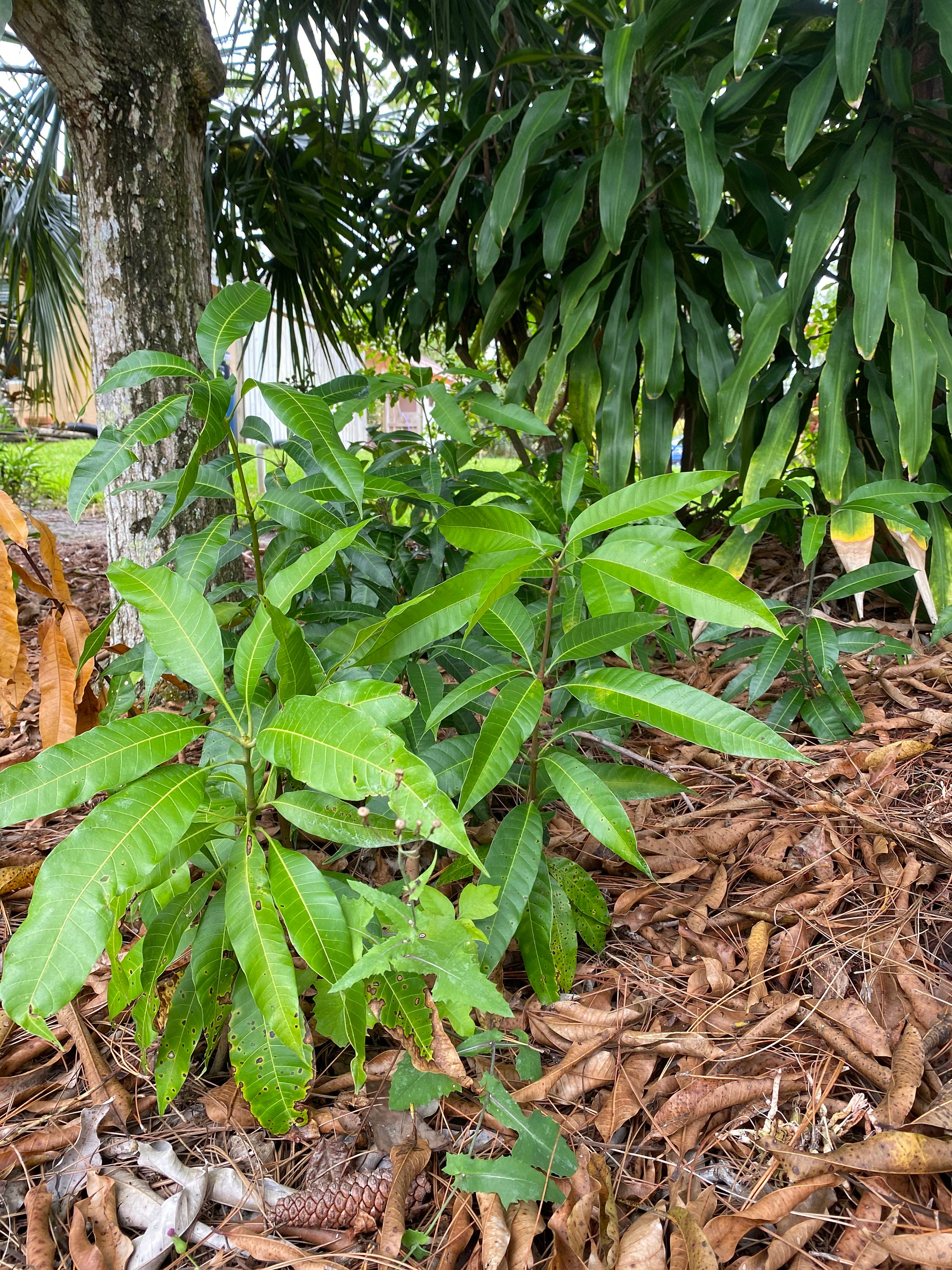 Kent mango infant tree organically grown Etsy