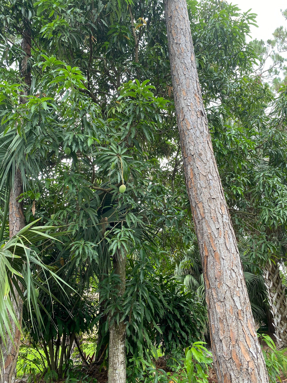 Kent mango infant tree organically grown Etsy