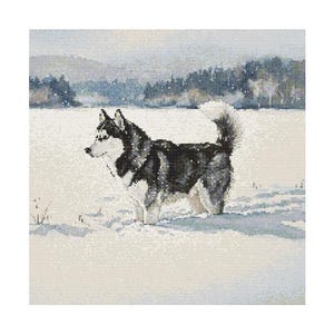Può includere: Un cane husky bianco e nero sta in piedi in un campo innevato. Il cane sta guardando a sinistra dell'immagine. Lo sfondo è un paesaggio innevato con alberi in lontananza.