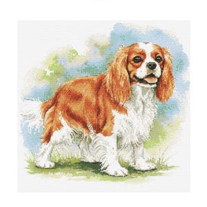 Schema punto croce Cavalier King Charles Spaniel - Dimensioni disegno: 200 x 200 punti