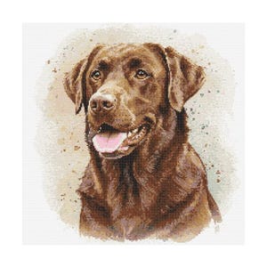 Op de afbeelding: Een close-up portret van een chocoladebruine Labrador Retriever met een lichtbruine neus en een roze tong die uitsteekt. De hond heeft een zachte, vriendelijke uitdrukking en kijkt rechtstreeks naar de kijker.