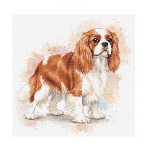 Schema punto croce Cavalier King Charles Spaniel - Dimensioni disegno: 200 x 200 punti