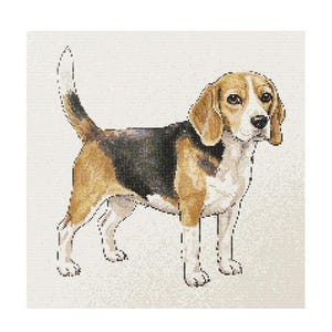 May include: A brown, black and white Beagle dog standing on a white background. The dog has floppy ears and a long snout.