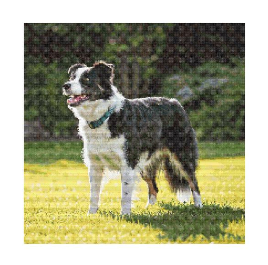 Border Collie Cross Stitch Pattern: Dog Portrait (PDF Pattern) - Etsy