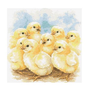 Puede incluir: Un grupo de nueve pollitos amarillos y esponjosos acurrucados juntos. Los pollitos están todos mirando a la cámara y tienen los ojos abiertos. El fondo es un suave lavado de acuarela azul y blanco.