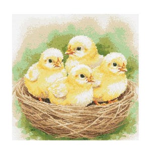 Puede incluir: Cinco pollitos amarillos y esponjosos se acurrucan juntos en un nido tejido de color marrón. Los pollitos tienen plumas blancas y esponjosas y miran al espectador.