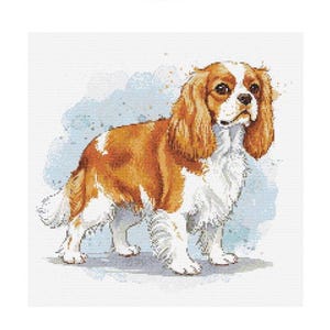 Schema punto croce Cavalier King Charles Spaniel - Dimensioni disegno: 200 x 200 punti