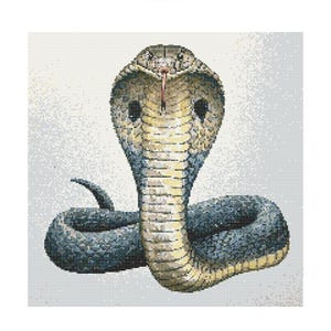 Può includere: Primo piano di un cobra con un corpo a motivi gialli e neri. Il serpente è avvolto con la testa alzata e il cappuccio espanso.