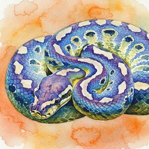 May include: A watercolour painting of a blue and green snake curled up on a light orange background. The snake has a white and purple pattern.