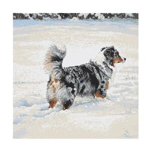 Pode incluir: Um cão pastor australiano azul merle corre por um campo nevado. O cão tem um peito branco e uma cauda preta e branca.