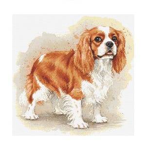 Schema punto croce Cavalier King Charles Spaniel - Dimensioni disegno: 200 x 200 punti