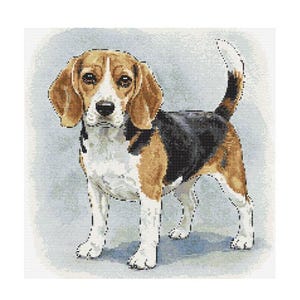 May include: A brown, black and white Beagle dog with floppy ears and a long tail stands on a light blue background.