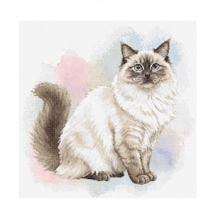 May include: A white and gray long-haired cat with blue eyes sits on a light blue and pink watercolor background.