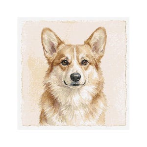 Può includere: Ritratto dettagliato di un cane Corgi, con un mantello marrone chiaro e bianco e una striscia bianca sul muso. Il cane ha un naso nero e occhi marroni, su uno sfondo bianco sporco.