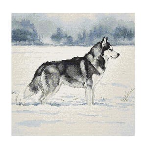 Può includere: Un cane husky bianco e nero sta in piedi in un campo innevato. Il cane sta guardando a destra dell'immagine. Lo sfondo è un'immagine sfocata di alberi e un campo innevato.