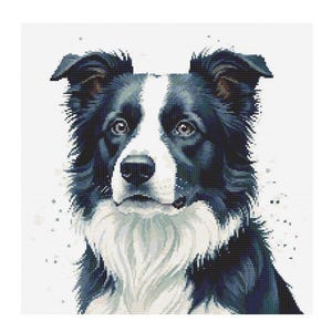 Könnte beinhalten: Ein schwarz-weißer Border Collie mit einem weißen Fleck auf der Brust und einer schwarzen Nase. Der Hund schaut direkt in die Kamera mit einem ernsten Ausdruck.