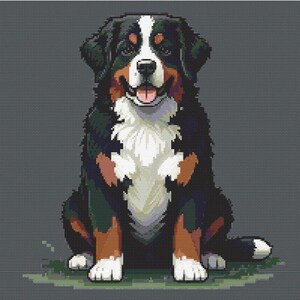 May include: A Bernese Mountain Dog sitting with its paws crossed, looking directly at the camera. The dog has a black, white and brown coat.
