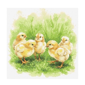 Puede incluir: Cinco pollitos amarillos están acurrucados juntos en un campo de hierba. Los pollitos están todos mirando en la misma dirección y tienen la cabeza inclinada hacia abajo. El fondo es un verde y blanco borroso.