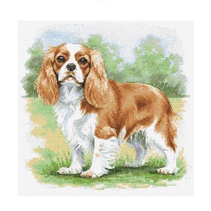 Schema punto croce Cavalier King Charles Spaniel - Dimensioni disegno: 200 x 200 punti