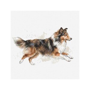 Könnte beinhalten: Eine Illustration im Aquarellstil eines laufenden Collie-Hundes. Der Hund hat ein braunes, weißes und schwarzes Fell, einen flauschigen Schwanz und einen fokussierten Ausdruck. Der Hintergrund ist weiß, mit dezenten Aquarellspritzern.