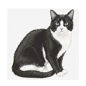 May include: A black and white cat with white markings on its face and chest sits on a white background.