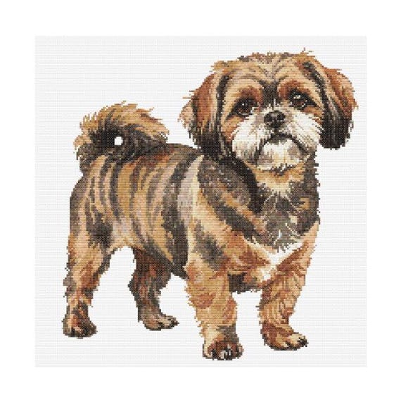 Brindle Shih Tzu Black And White Shih Tzu Brindle Havanese Five