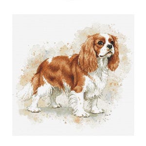 Schema punto croce Cavalier King Charles Spaniel - Dimensioni disegno: 200 x 200 punti