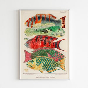 Great Barrier Reef Fishes from The Great Barrier Reef of Australia (1893) by William Saville-Kent | Downloadable High Quality Digital Print