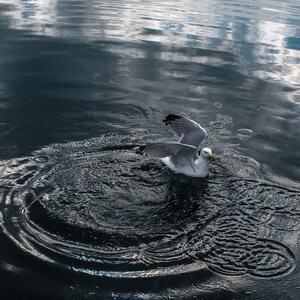 Seagull in Rippling Water - Printable Wall Art, Home Décor, Digital Print