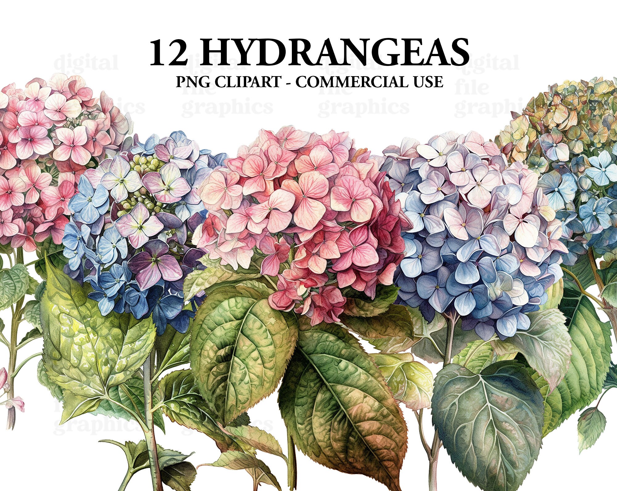 Image of Watercolor painting of strawberry and cream hydrangea