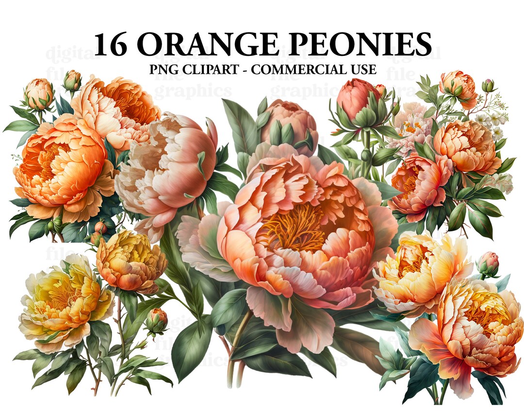 ORANGE Peonies Watercolor Clipart Summer Flowers Clipart - Etsy