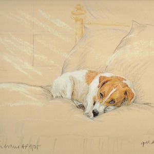 Jack Russell Terrier  Print, Jack Russell Terrier Picture  AP16P
