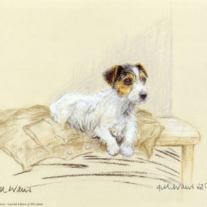 Jack Russell Terrier  Print, Jack Russell Terrier Picture  GE169P