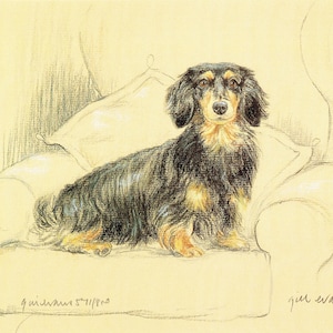 May include: A black and tan dachshund dog sitting on a white cushion in an armchair. The dog is looking directly at the viewer. The image is drawn in black and white with a pale yellow background.