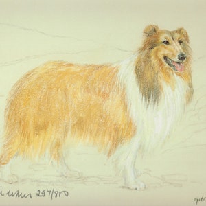 Op de afbeelding: Een pasteltekening van een goudbruine en witte Collie-hond die voor een houten hek staat. De hond kijkt naar rechts en heeft zijn tong uitgestoken. De tekening is gesigneerd met "gill van" en gedateerd "29/7/80".
