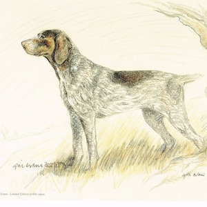 Short Haired Pointer Limited Edition Print by Gill Evans (11x8) GE061
