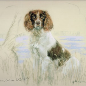 Springer Spaniel Print, Springer Spaniel Picture, Brown Springer Spaniel GE183P
